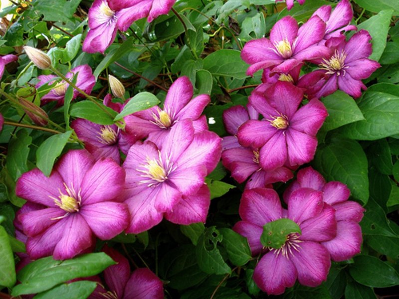 Najbolje sorte klematisa Sorta Clematis