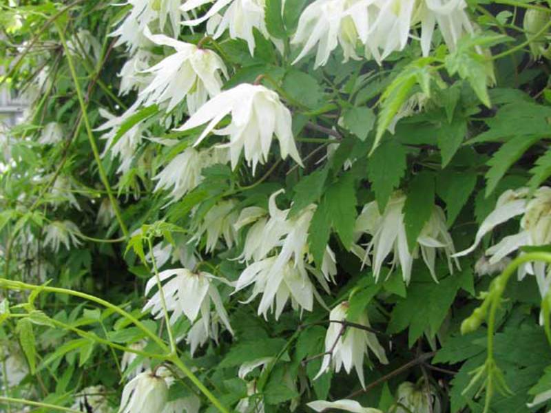 Alpska Clematis. Cvjetovi alpskog klematisa