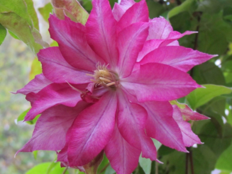 Cvijet Clematis Cvjetni klematis