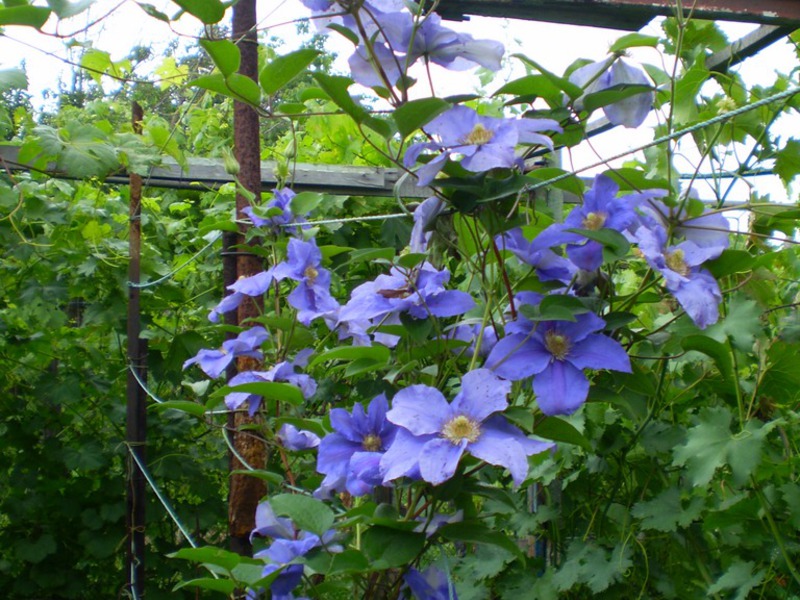 Clematis za vrt Cvjetovi Clematisa