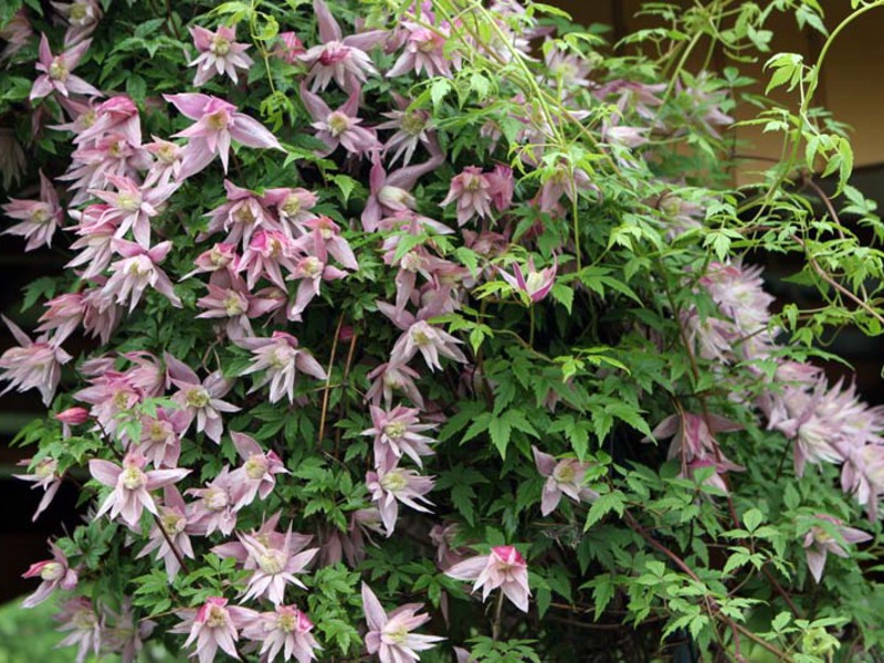 Kako uzgajati klematis Clematis u dvorištu