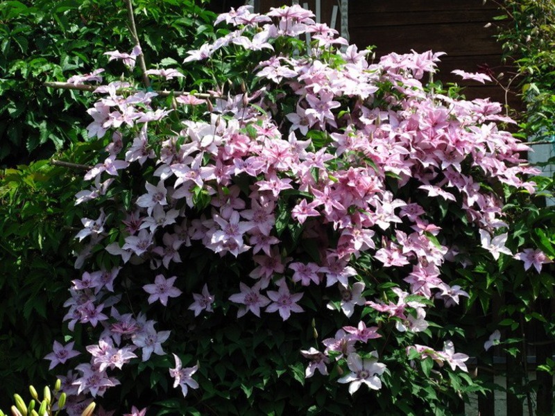 Clematis - vrste, sorte, skupine. Vrste klematisa