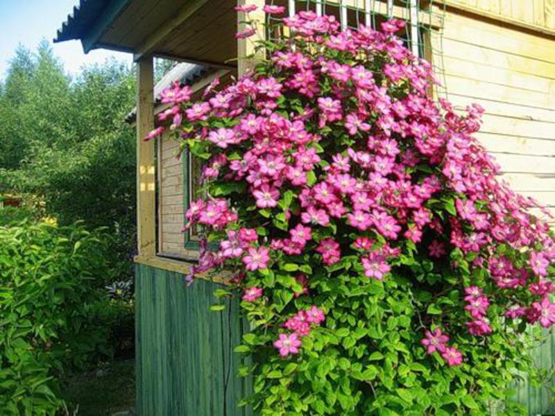 Naziv clematis potječe od grčkog klema Kako se pravilno brinuti za klematis