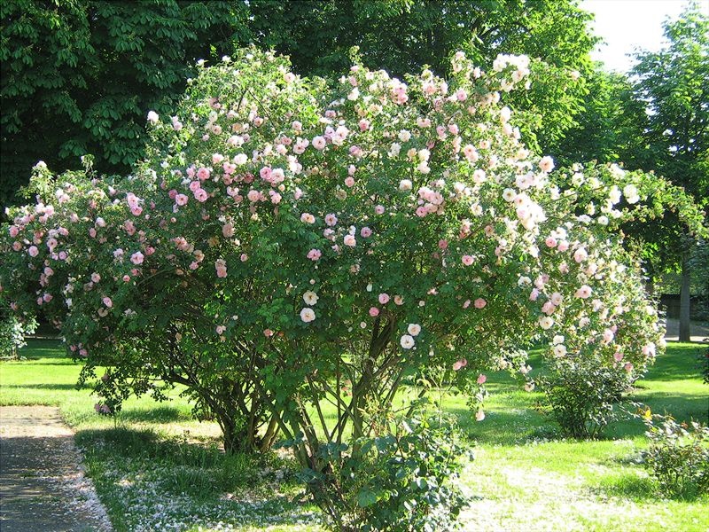 Park ruža. Briga za ruže