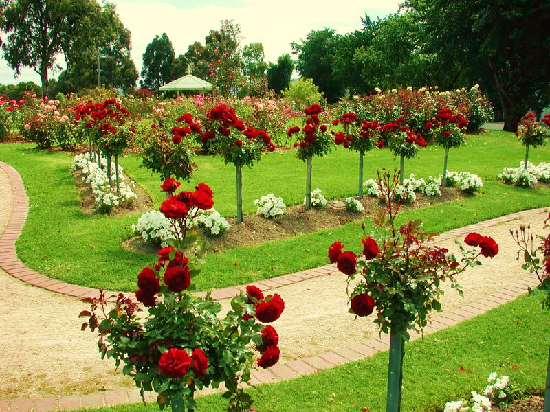 Orezivanje park ruže Kako pravilno orezati park ružu