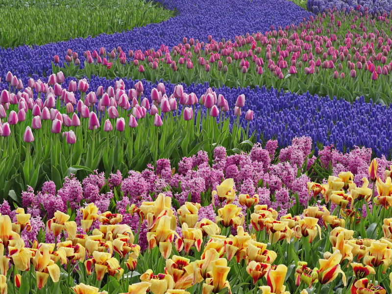 Zašto su cvjetovi muscari popularni u ukrašavanju cvjetnjaka Blagodati cvijeća muscari