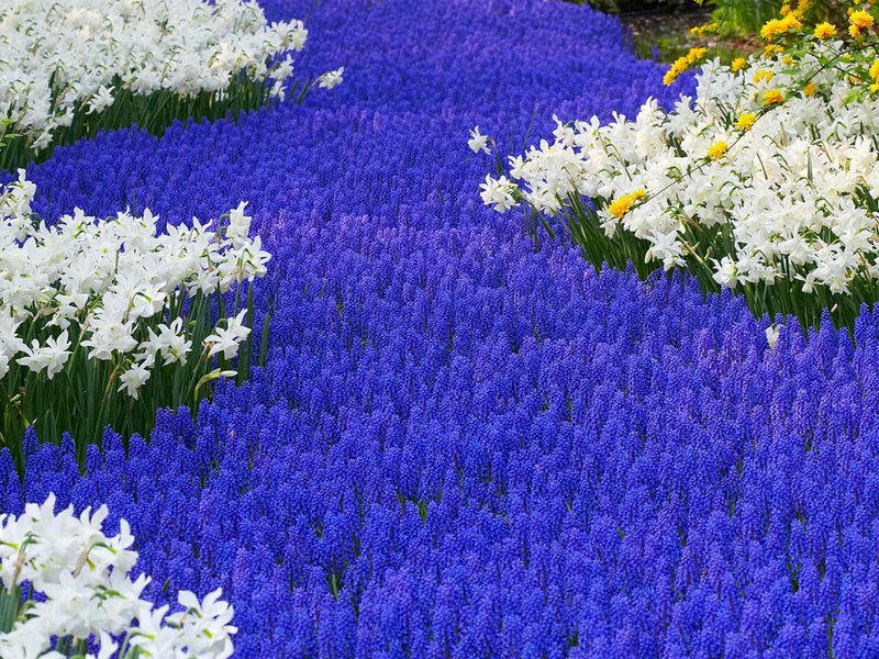 Kako izgledaju sorte muscari M. armeniacum na cvjetnjacima Opis vrste cvijeća Muscari M. armeniacum