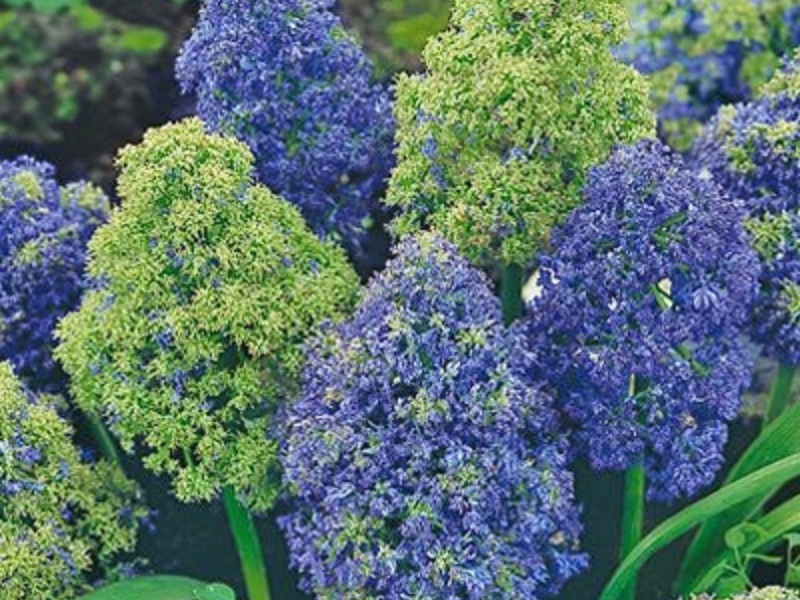 Koja je posebnost cvijeta muscari M. armeniacum Fantasy kreacija Muscari boje M. armeniacum Fantazijsko stvaranje