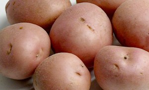 Sėklinės bulvės