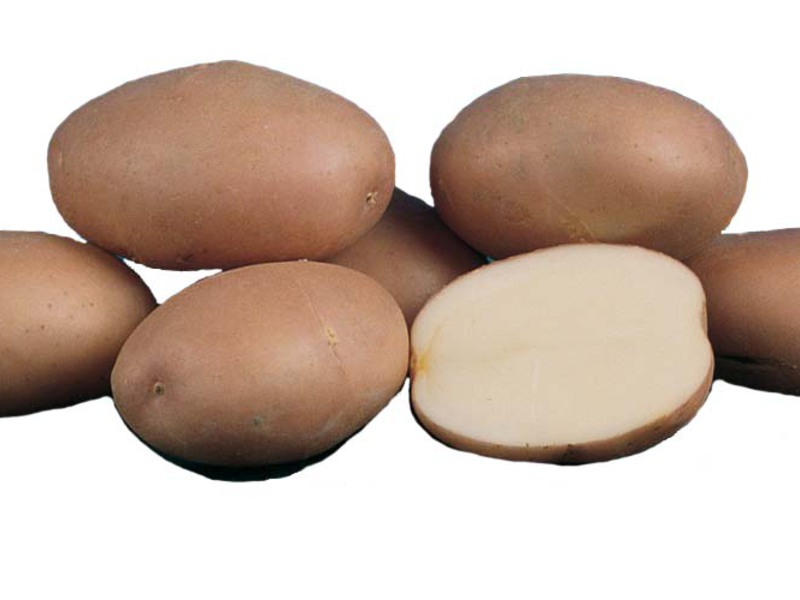 Romano veislės aprašymas Romano bulvės