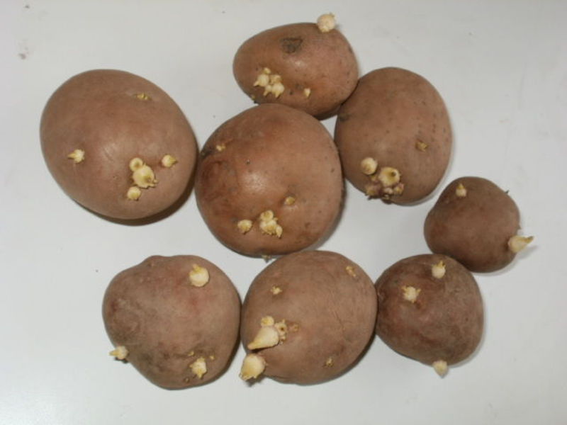 Daigintos „Romano“ bulvės Romano bulvės
