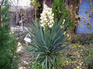 Biljka Yucca
