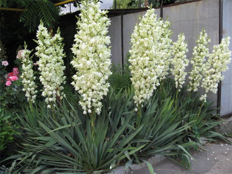 Cvijeće Yucca Što je juka