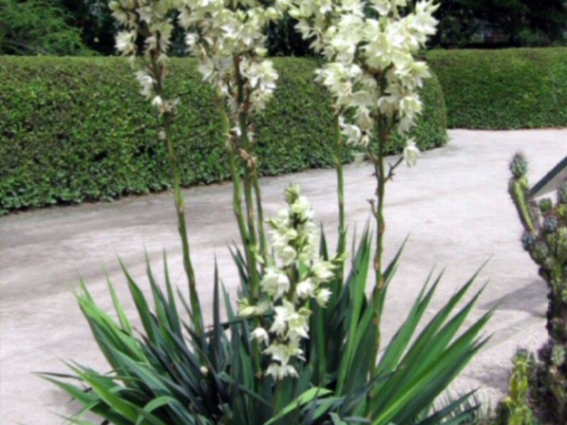 Yucca se brine o njoj. Kako se brinuti za juku