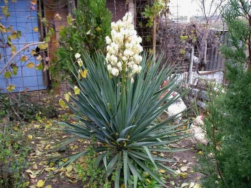 Veliki cvijet juke Yucca, kućna njega.