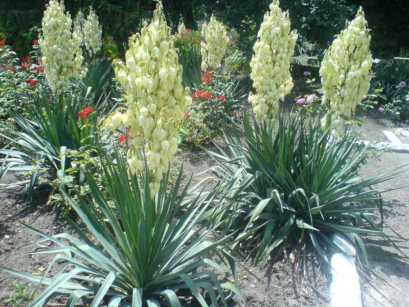 Kako uzgajati juku Yucca i njezino cvijeće