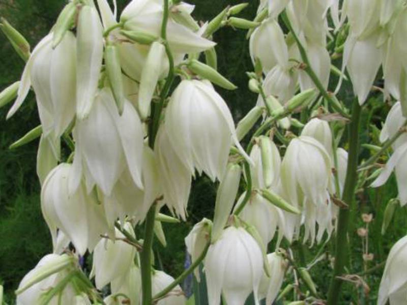 Cvijeće biljke Yucca Yucca s cvijećem.
