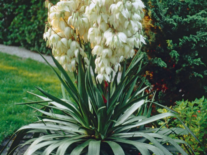 Cvjetajuća juka Cvijeće biljke Yucca