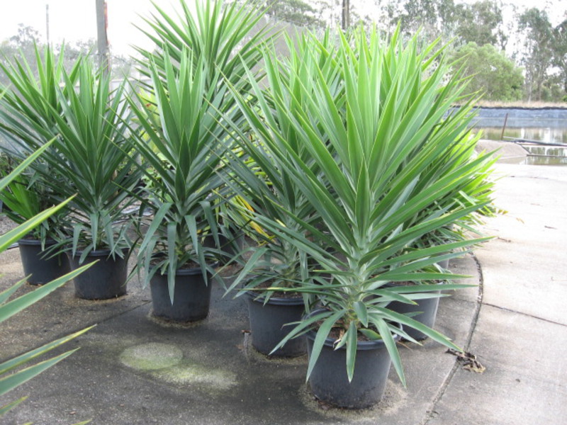Yucca biljni grm Kako zalijevati juku