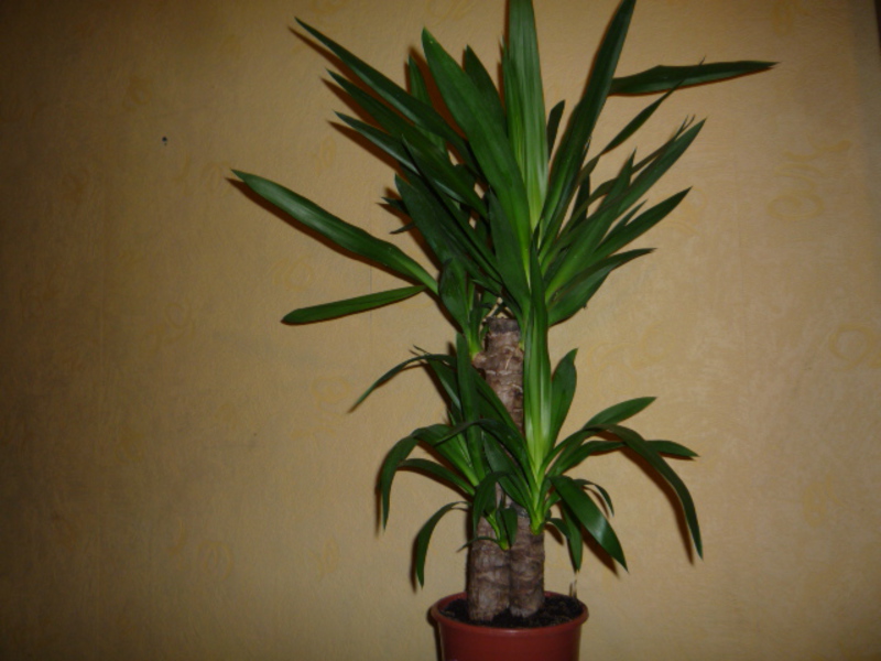 Načini uzgoja Yucca Yucca s cvijećem.
