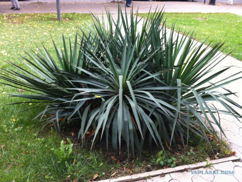 Yucca nikad nije previše Yucca, kućna njega.