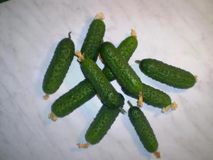 Samooplodne sorte krastavaca
