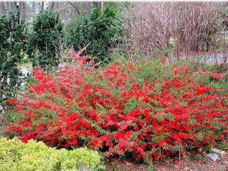 Japonica Japanska dunja