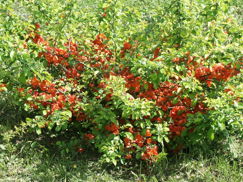 Japonica. Kako saditi japansku dunju