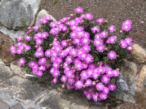 Najpopularniji u hortikulturi je Mesembriantemum