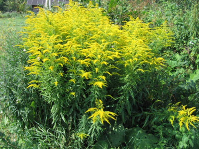 Goldenrod ima Kakiemi svojstva Zlatna šipka ima magična svojstva.