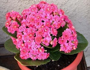 Nekoliko vrsta kalanchoe uzgaja se u zatvorenom.