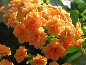Pogledaj Kalanchoe