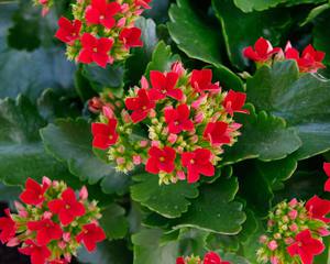 Cvjetovi kalanchoe