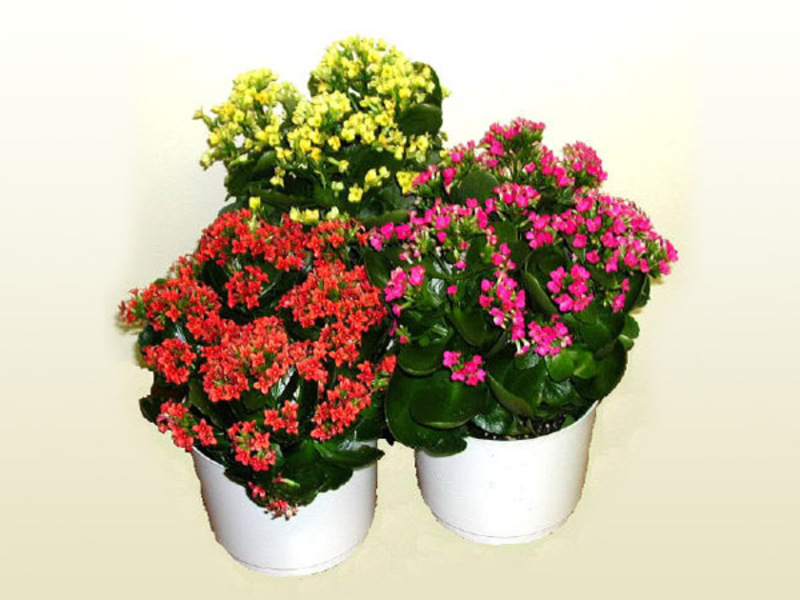 Njega kalanchoea. Kalanchoe Kalandiva cvjeta.