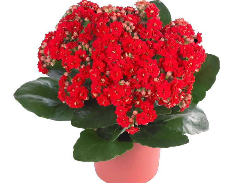 Nekoliko vrsta kalanchoe uzgaja se u zatvorenom. Njega kalanchoea