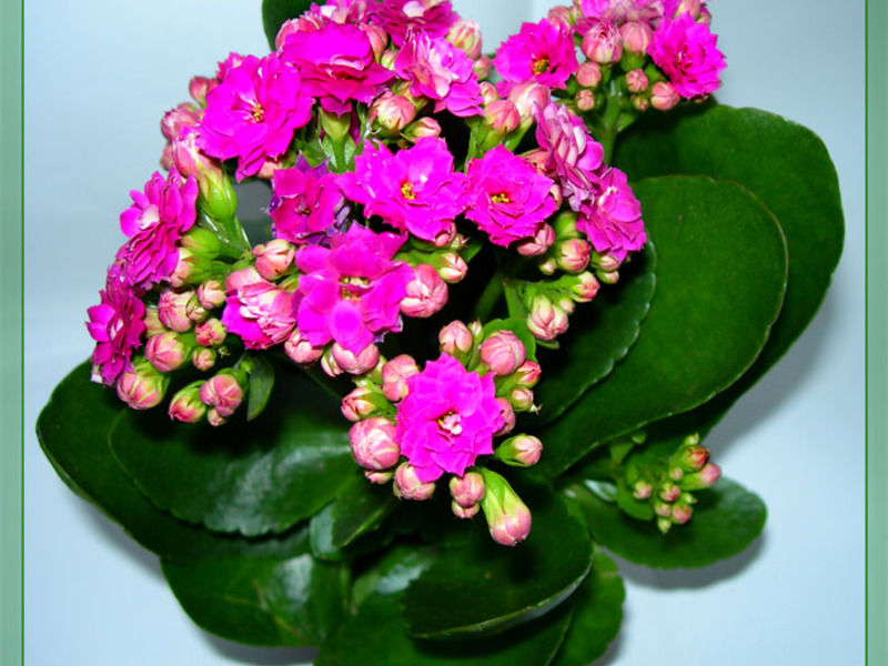 Vrste kalanchoe Kako presaditi Kalanchoe