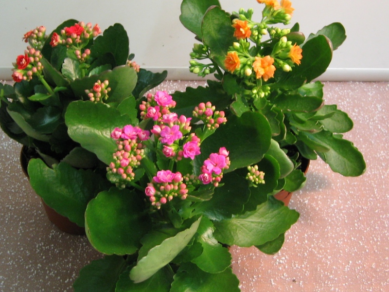 Kućna njega Kalanchoe Štetnici cvijeta kalanchoe