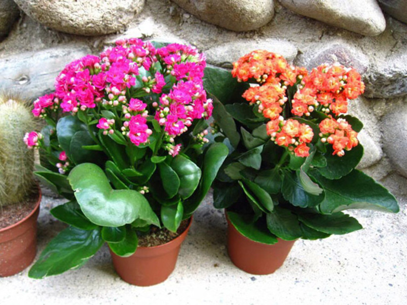 Kako uzgajati kalanchoe Kalanchoe bolest