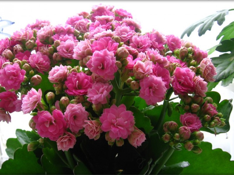 Njega kalanchoea. Značajke cvjetanja kalanchoe