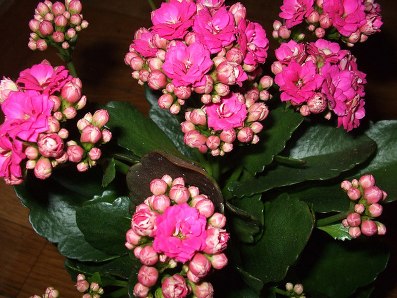 Nekoliko vrsta kalanchoe uzgaja se u zatvorenom. Kalanchoe Kalandiva cvjeta.