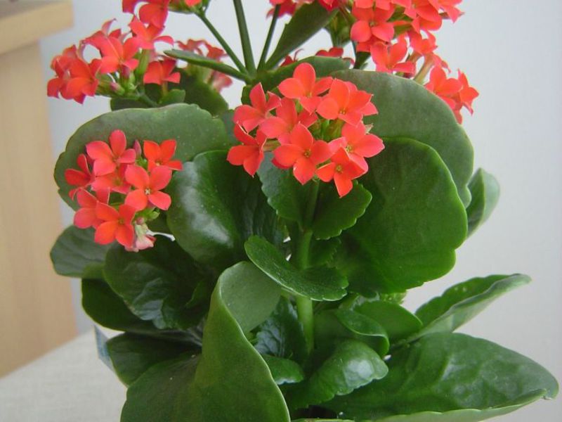 Kućna njega Kalanchoe Prekrasan cvijet kalanchoe