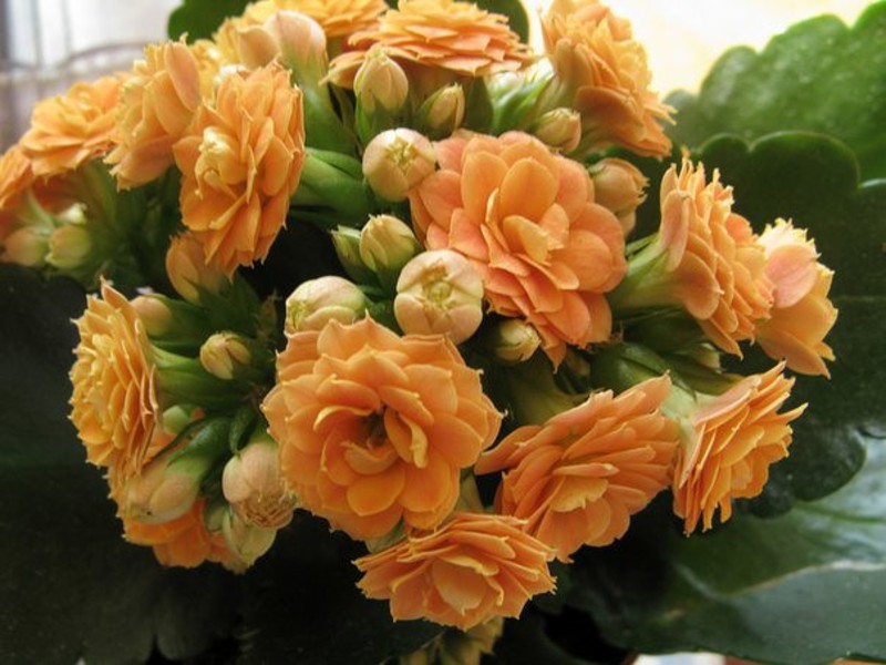 Kalanchoe će cvjetati nakon pravilnog obrezivanja Trebam li rezati Kalanchoe