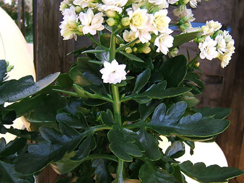 Višebojni Kalanchoe Kako pravilno zalijevati kalanchoe