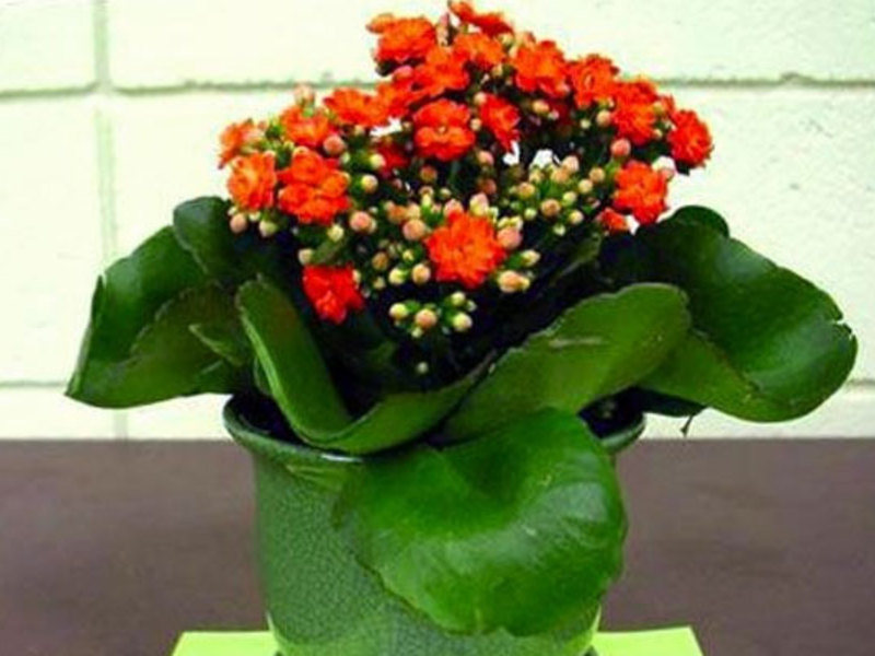 Kućna njega Kalanchoe Kako se brinuti za Kalanchoe