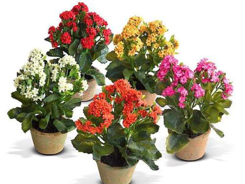 Kalanchoe će cvjetati nakon pravilnog obrezivanja Nekoliko vrsta kalanchoe uzgaja se u zatvorenom.