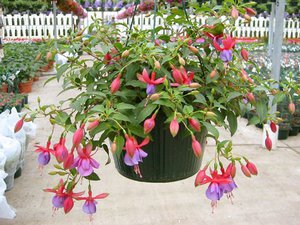 Kućna njega Fuchsia