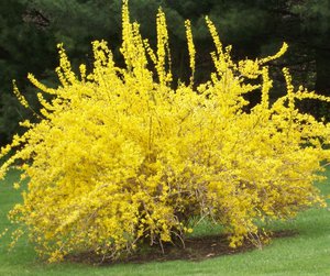 Korištenje biljke forsythia u dekoru