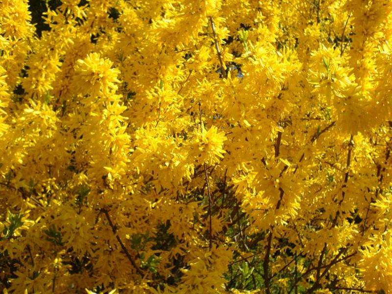 Forsythia jajasta Koliko dugo forzicija cvjeta