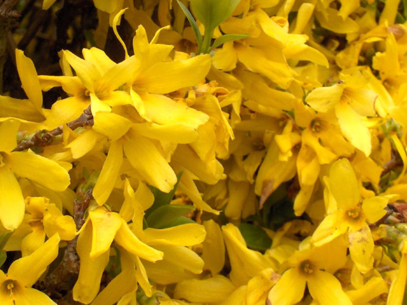 Forsythia u vrtu Forsythia u cvatu