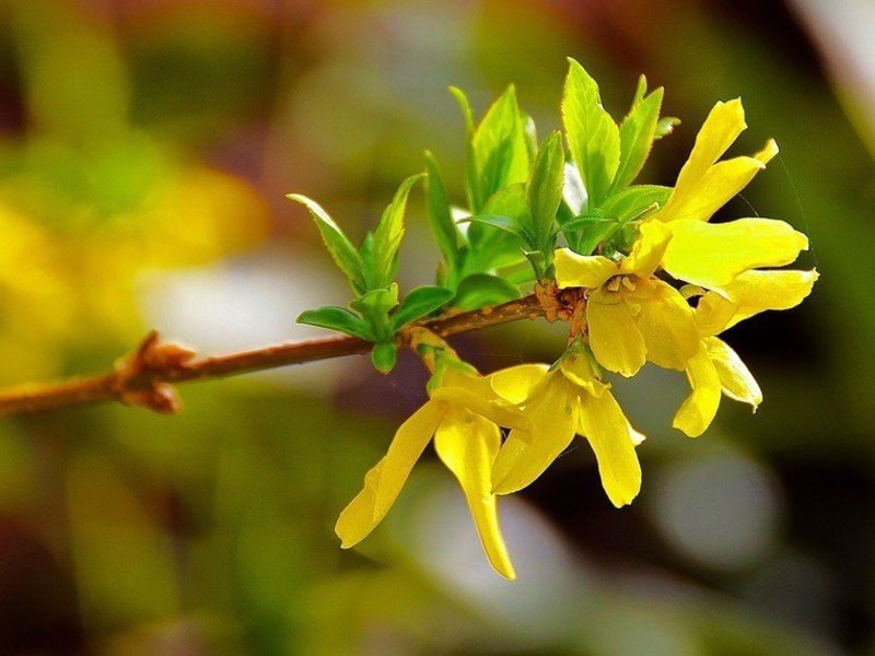 Forsythia je Europljanka. Vrste forzicije